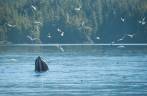 Baleia se alimenta durante passeio de barco em Telegraph Cove, na Vancouver Island, na Columbia Britânica, costa oeste do Canadá